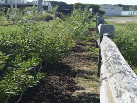 ECOBAY Landscape | Design - Photo 1