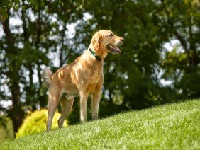 DogWatch by K9 Fencing of Michigan - Photo -1