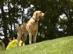 DogWatch of Arizona - Photo 3
