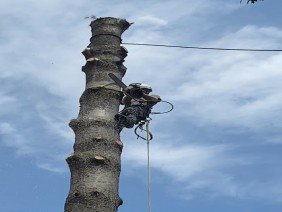 Northern Tree and Landscaping Service, LLC - Photo 1