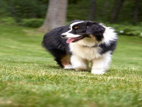 DogWatch of Central Maryland - Photo 1