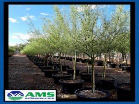 AMS Landscaping - Photo -1