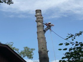 Northern Tree and Landscaping Service, LLC - Photo 4