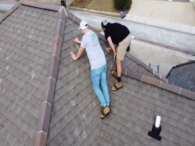 Roof Gecko - Photo 3