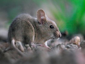 Simply Pest Solutions - Photo 6