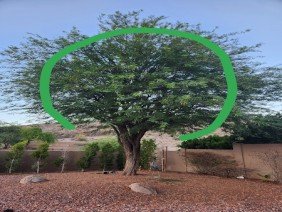 Pro Natural Landscape LLC - Photo 3