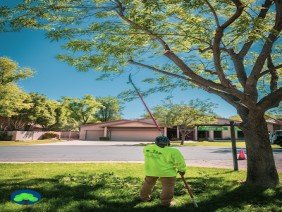 Diaz Tree and Landscape Management - Photo 3