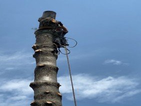 Northern Tree and Landscaping Service, LLC - Photo 3