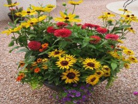 Sonoran Gardens Landscaping Design & Construction - Photo -1