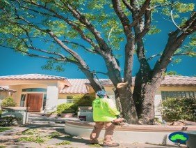 Diaz Tree and Landscape Management - Photo 6