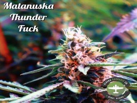 Alaska Cannabis Company - Photo 2
