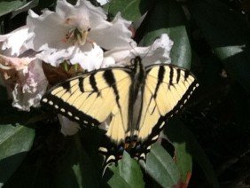 Dale Design, Inc. Landscape Architecture - Photo 0