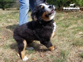 DogWatch by Great Lakes Pet Fencing Inc - Photo 4