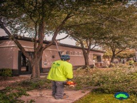 Diaz Tree and Landscape Management - Photo 2