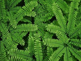 Eco Harmony Landscape & Design - Photo 1