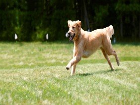 DogWatch of Arizona - Photo 4